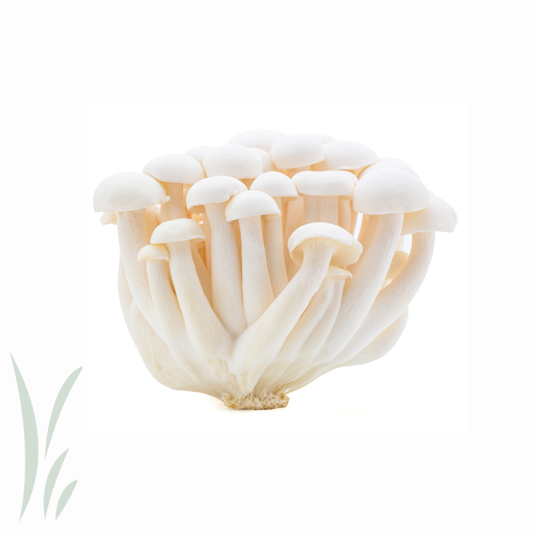 White Hon Shimeji Mushrooms / lb